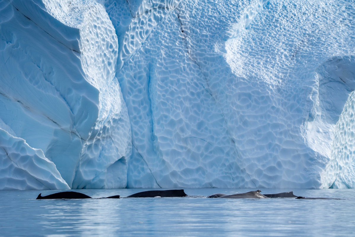 Lindblad Expeditions tweet media