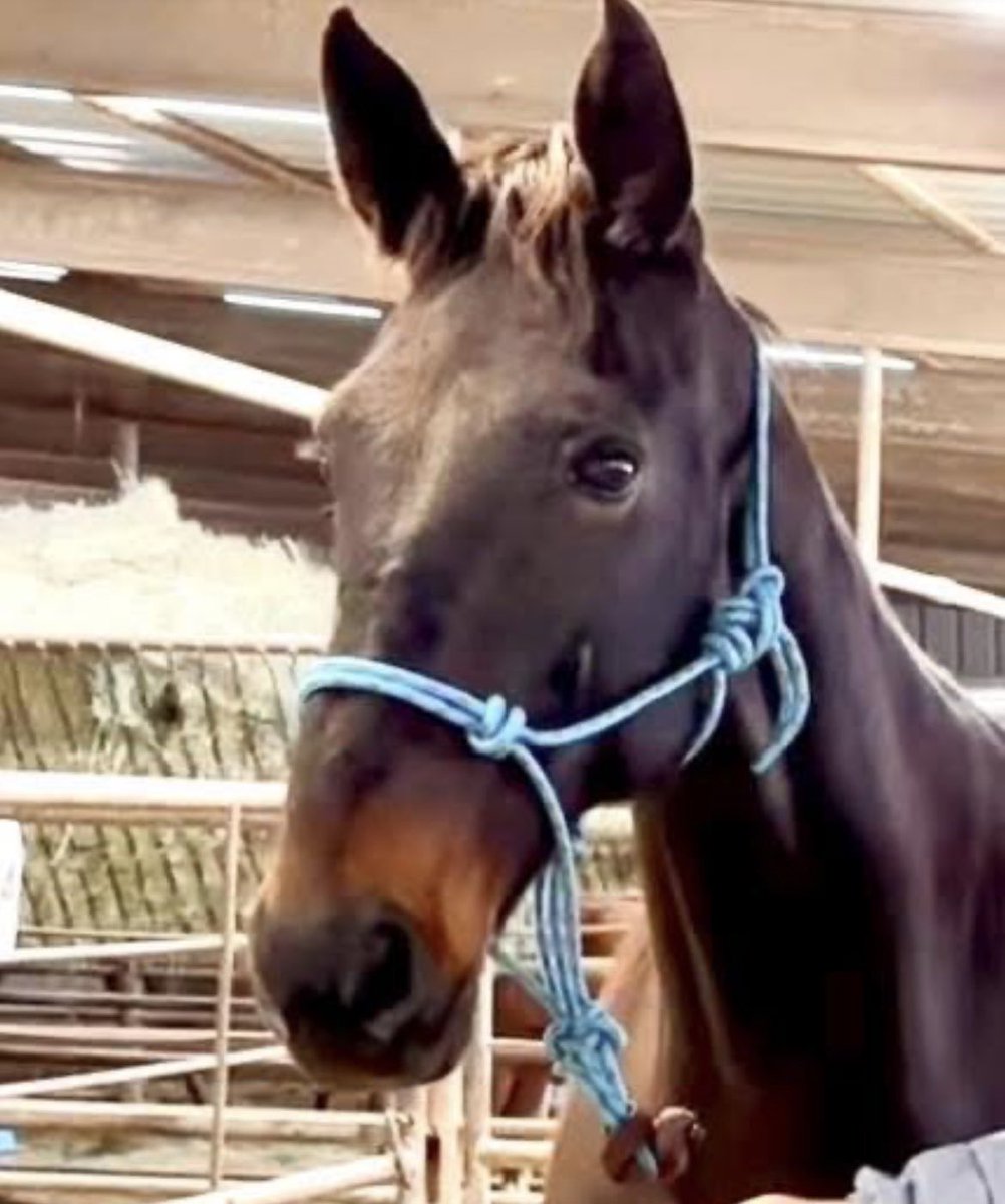 Standardbred Retirement Foundation tweet media