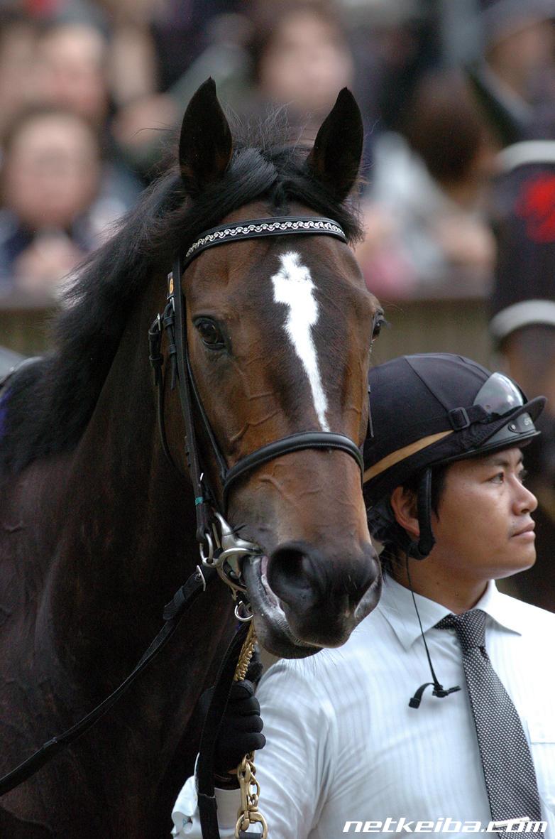 Happy birthday, Vodka! 🐴🤎🎉🎂✨