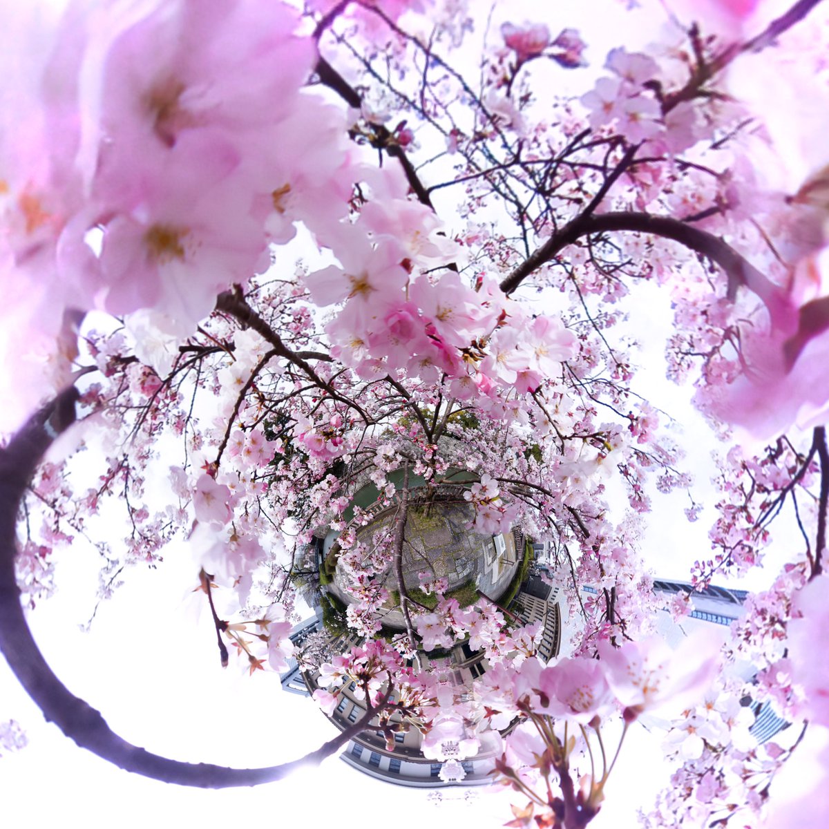hakuryuart's tweet photo. 風景を、“世界”に変える。
 
360°で切り取った空間を、
再構築することで生まれる、
もうひとつの現実。
 
桜と水辺の記憶を、
ひとつの形に。
 
静岡市駿府公園近くで撮影。
#Kandao #qoocam https://t.co/vIO4hx0MZx