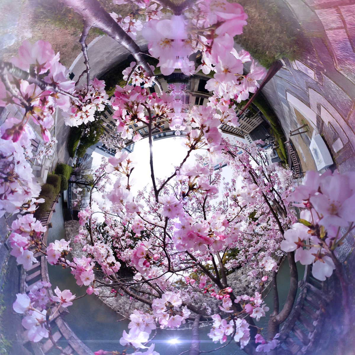 hakuryuart's tweet photo. 風景を、“世界”に変える。
 
360°で切り取った空間を、
再構築することで生まれる、
もうひとつの現実。
 
桜と水辺の記憶を、
ひとつの形に。
 
静岡市駿府公園近くで撮影。
#Kandao #qoocam https://t.co/vIO4hx0MZx