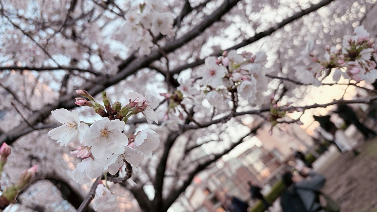 もちむぎ🍰 tweet media