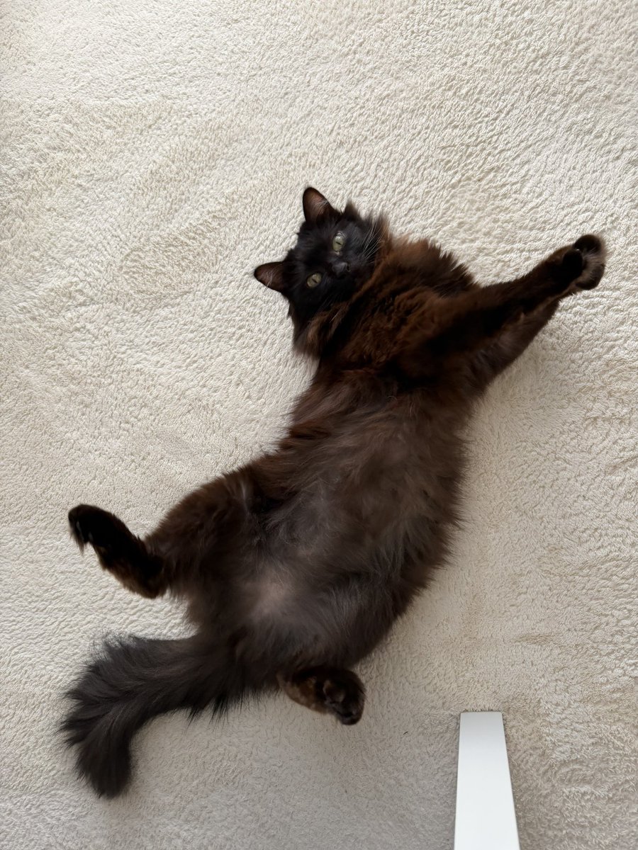 ♡moco𓃠*⑅🐾猫は強く優しく偉大🐾 tweet media