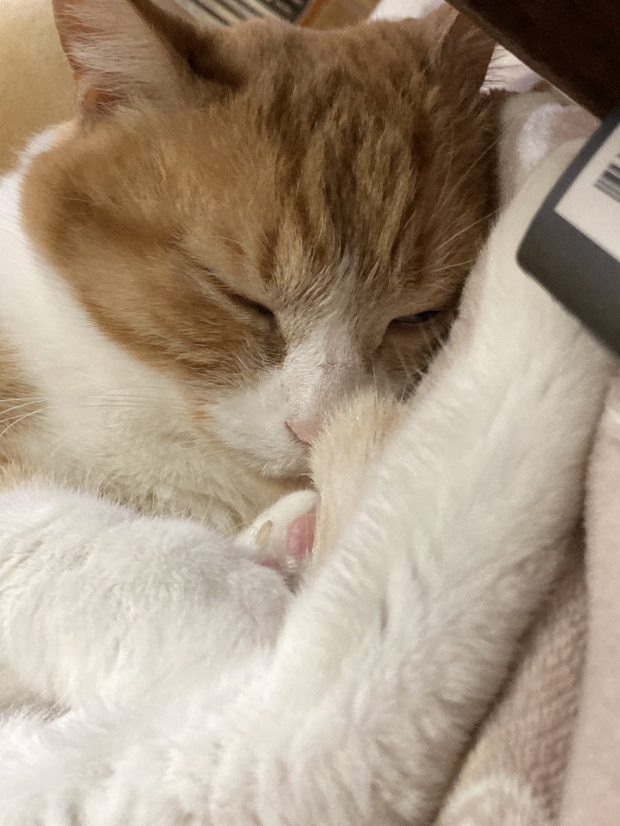 にくきゅう tweet media