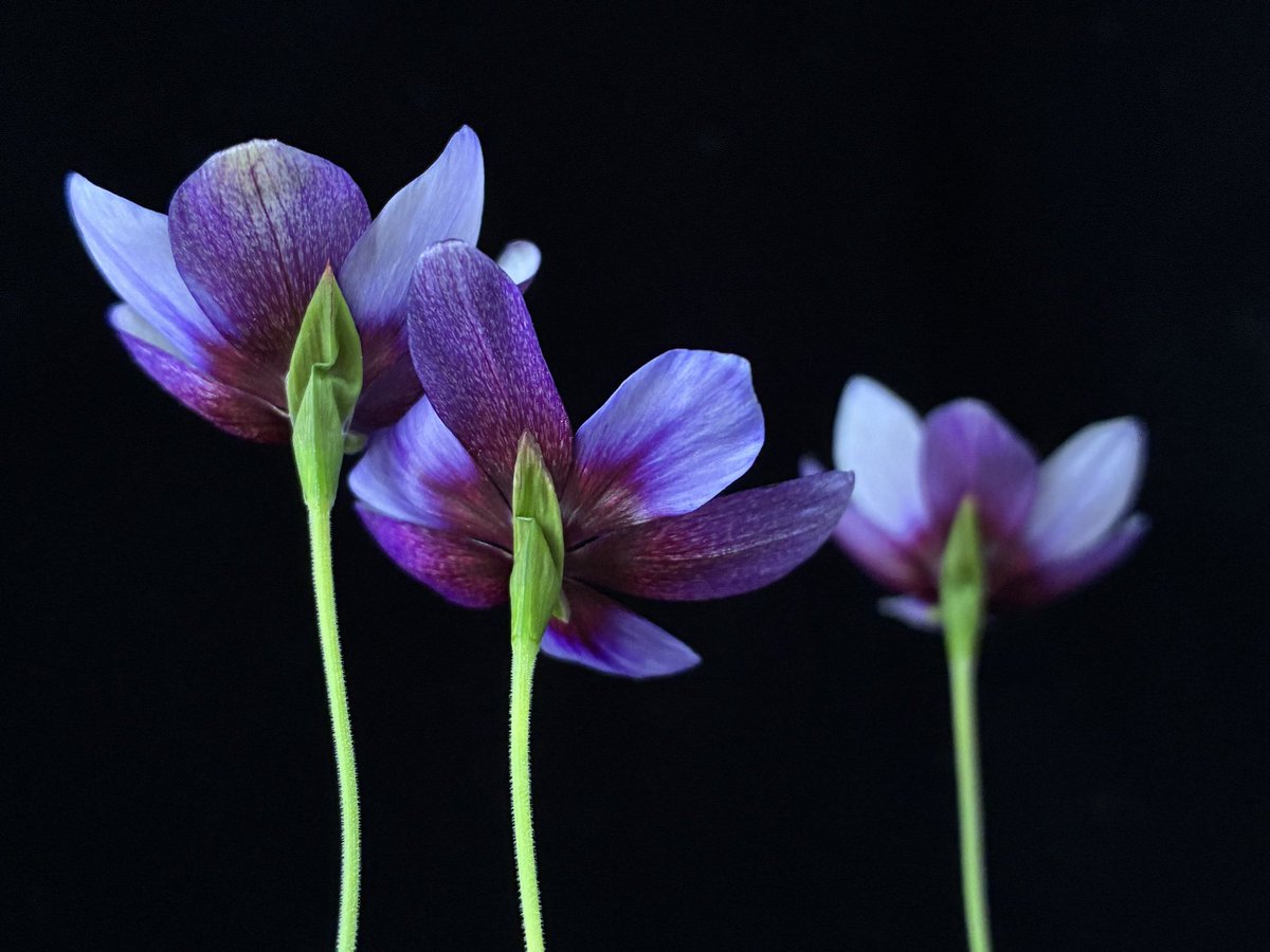 実生2年で開花しました。花は直径3センチほど。
ライラックビューティーとはまた違った雰囲気の花で、中央にはモナントスの輝くような模様が見えます。

#Geissorhiza monanthos × tulbaghensis

nyanyanyanyanko.com/plants/geissor…
