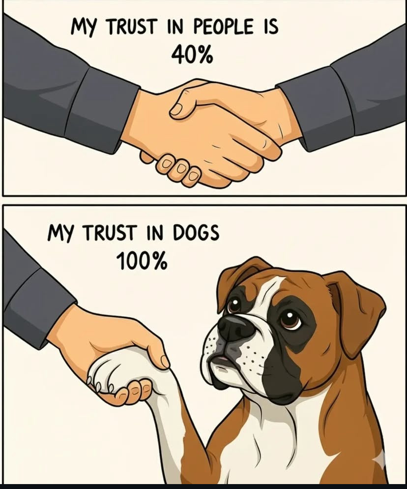 Boxer Stella (RIP Sacha) tweet media