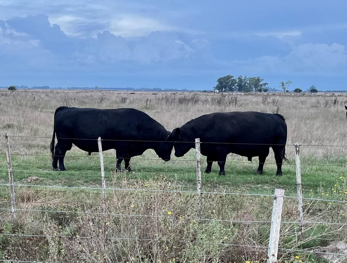 Facundo Dell Aqua tweet media