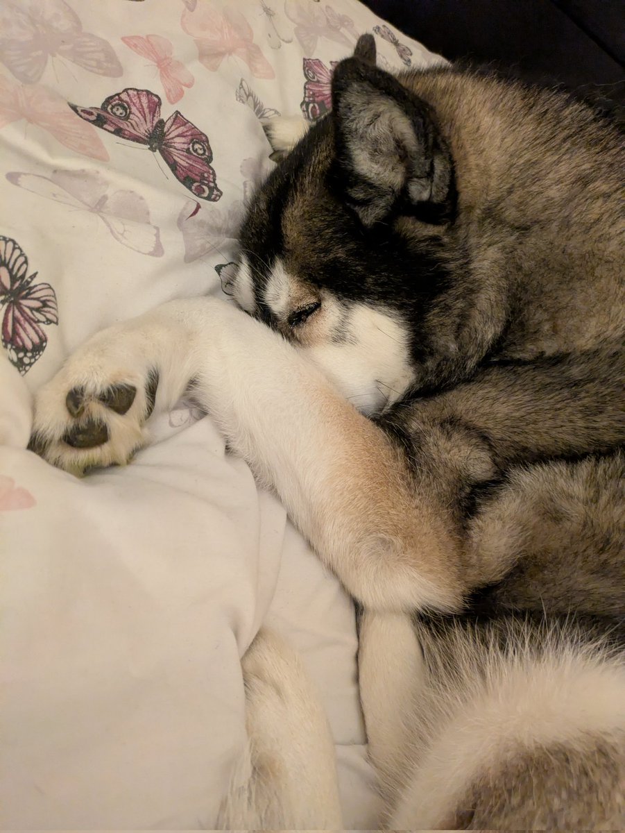 🪻 Iceliarea tweet media