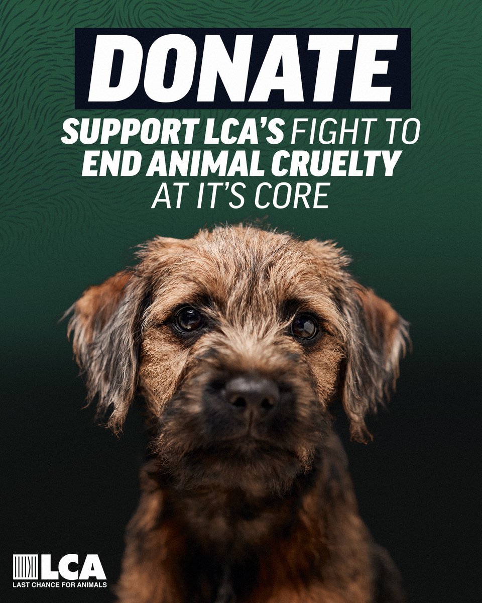 LC4A's tweet image. LCA relies on the generosity of individual donors to stop the pain and suffering inflicted on animals every day. By working together, we can bring about real change!

Make A Donation here (or use linktree in bio): lcanimal.org/index.php/dona…

#NonProfit #Donate #LastChanceForAnimals