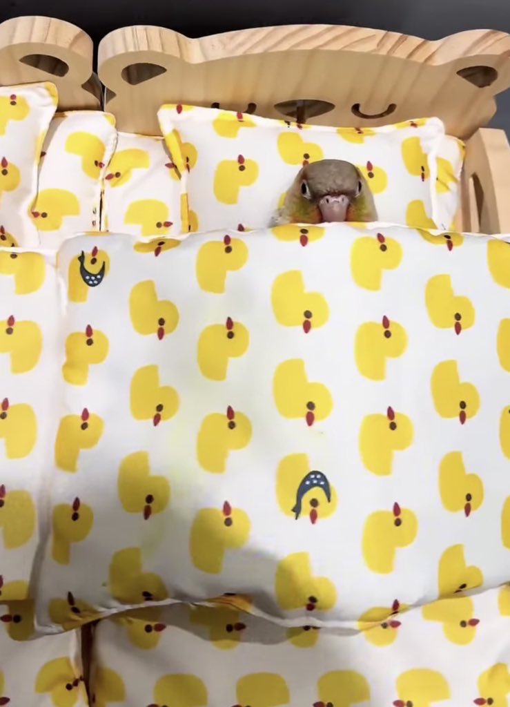 إستبرَق tweet media