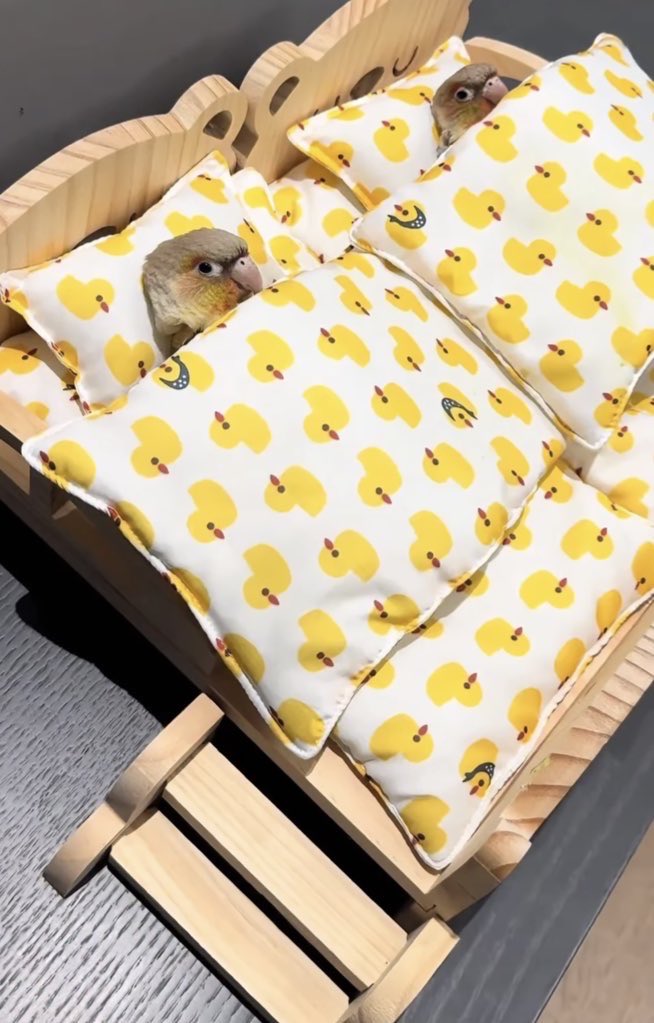 إستبرَق tweet media