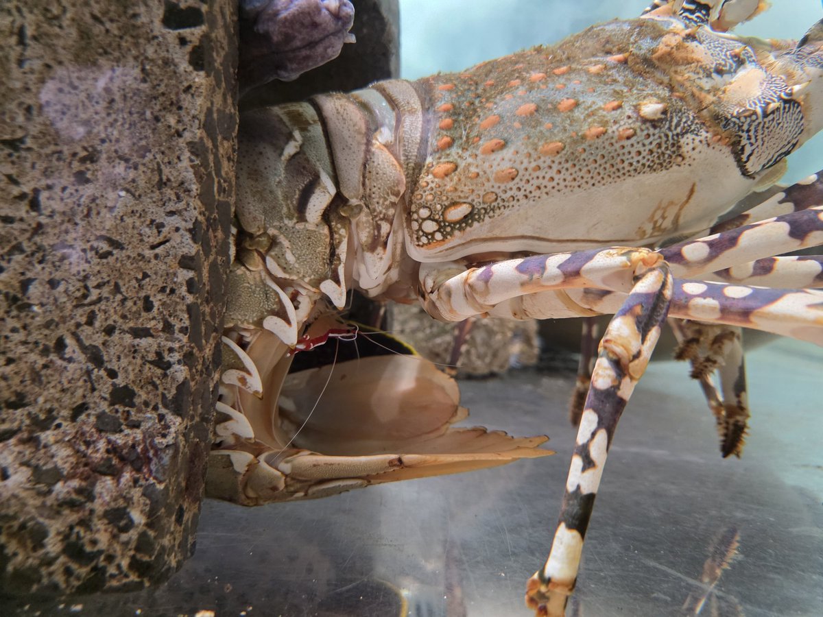 村江名∈″･⊃ウズィ tweet media