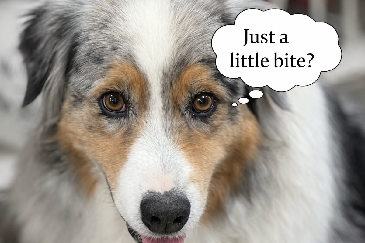 blissdog's tweet image. What foods are actually toxic to dogs? Some of the most dangerous ones are sitting in your kitchen right now. Here’s what to avoid—and what to do if your dog eats something they shouldn’t 🐾

susanhartzler.com/what-foods-are…

#dogsafety #doghealth #PawsOnTheGo #dogtips #Dangerous