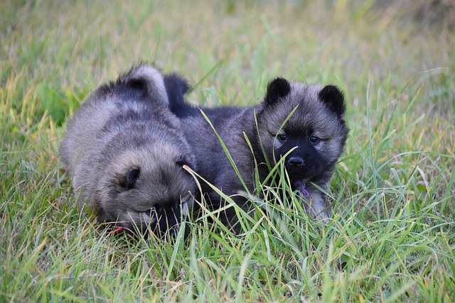 Edwin Ribeiro tweet media