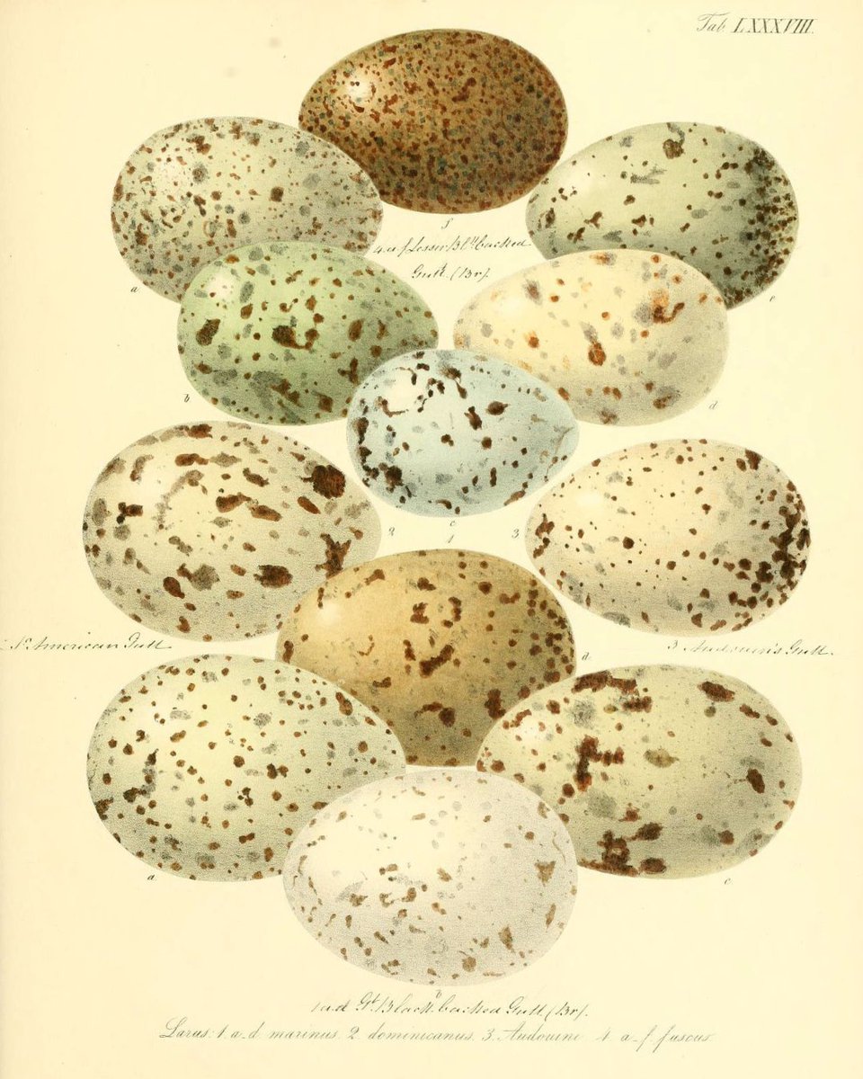 Biodiversity Heritage Library tweet media