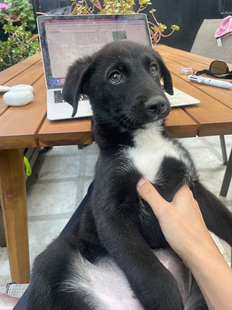 Firulais a salvo tweet media