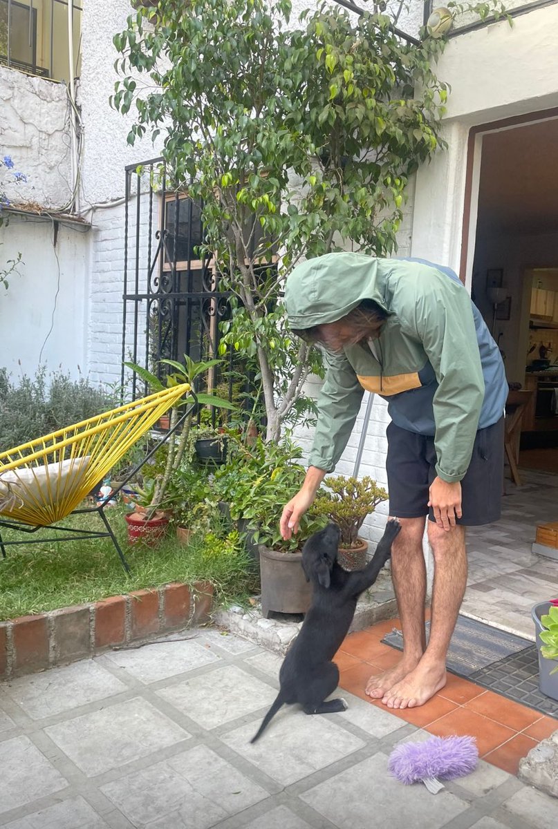 Firulais a salvo tweet media