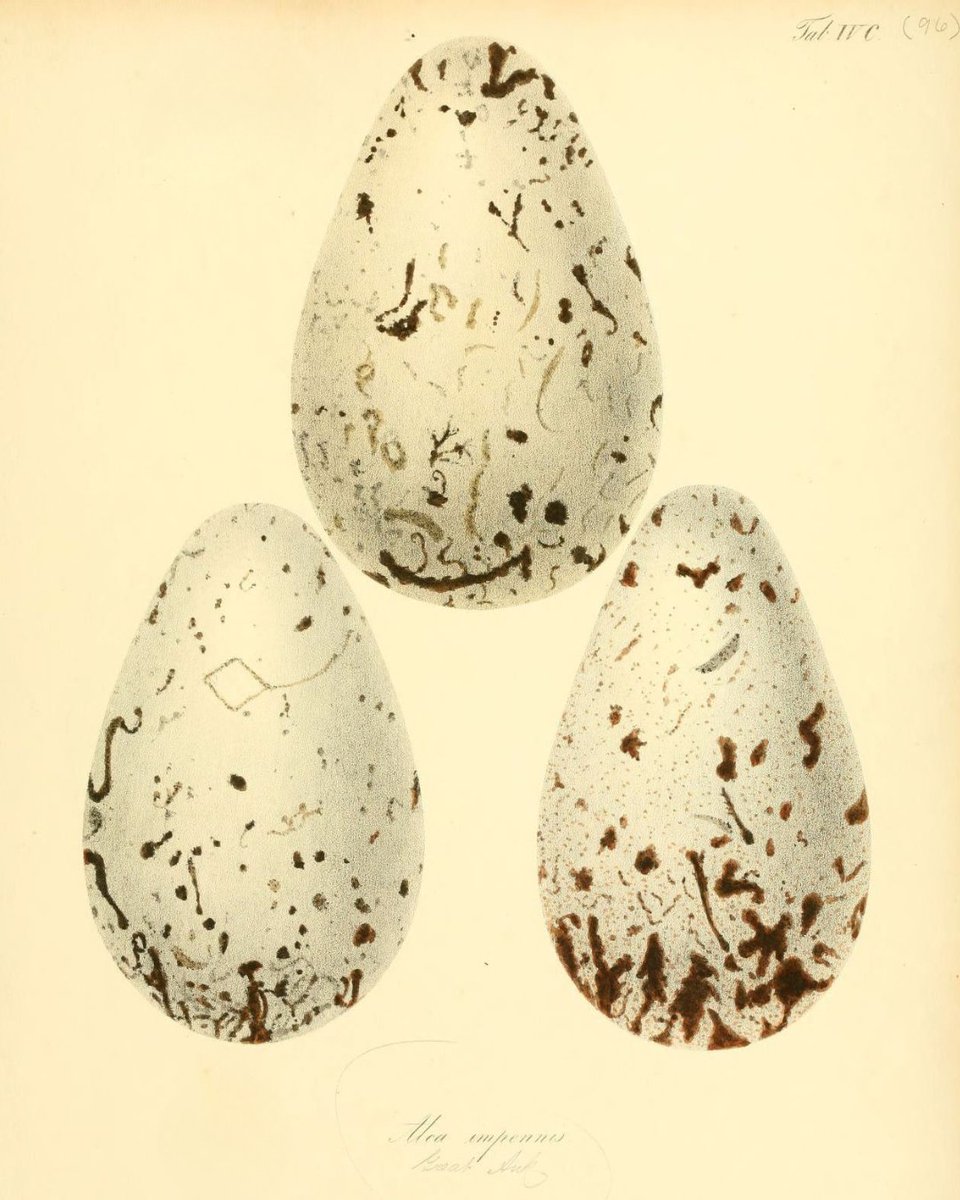 Biodiversity Heritage Library tweet media