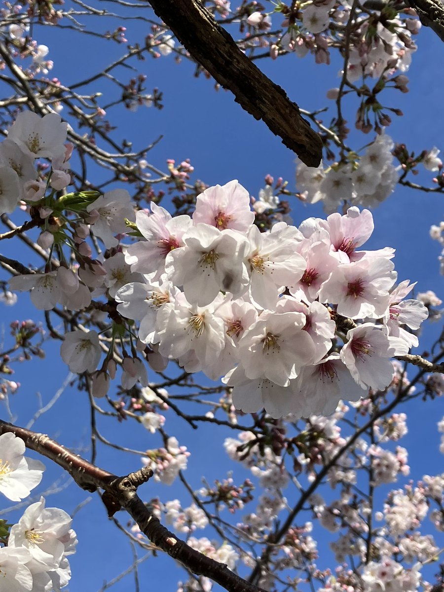 asariGR2's tweet photo. 毎年、同じ日に同じ桜の木を撮ることにしています。この年は開花が早かったな、雲一つない晴天だったな、そういえばこんなことがあった、なんて個人的な思い出アルバムのようになっています。今日は生憎の雨ですが、このあと桜を撮りに行ってきます(写真は2年前です🌸) #シロタク https://t.co/QjPQ48ufFi