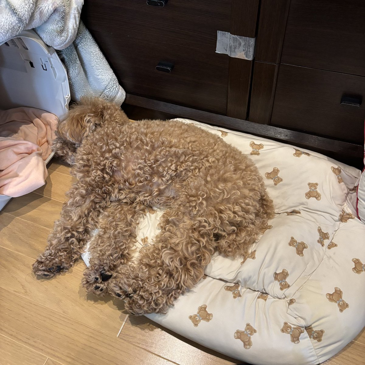 Tsuchiyan📦 tweet media