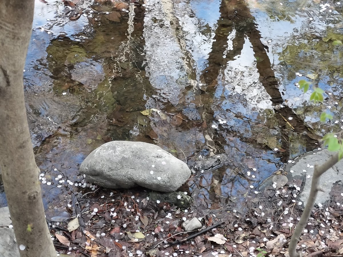 OS🌽🌸 tweet media