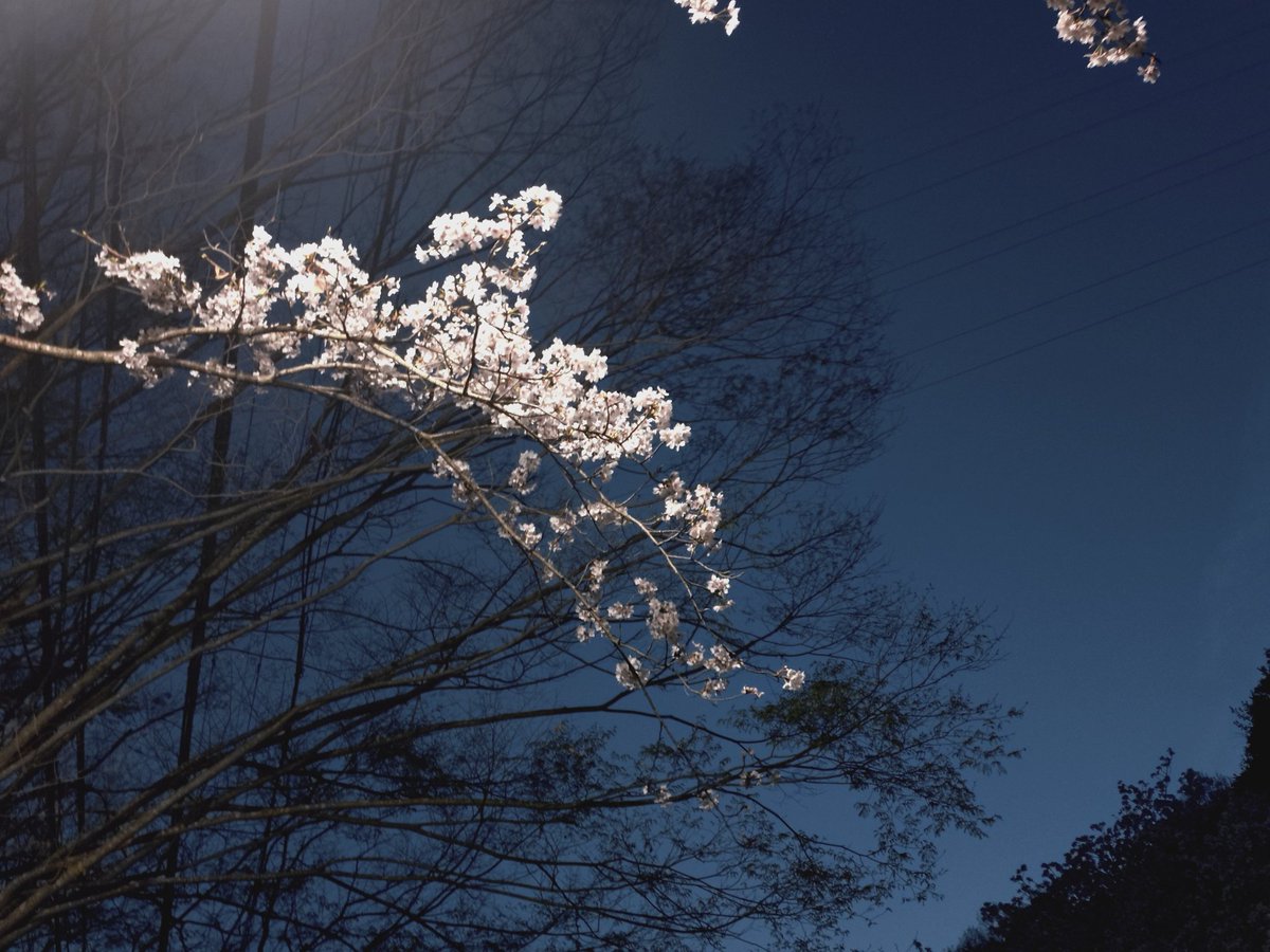 Вы не просили, но вот фото сакуры. 
Возле канала сделали подсветку, теперь там гуляет много людей.