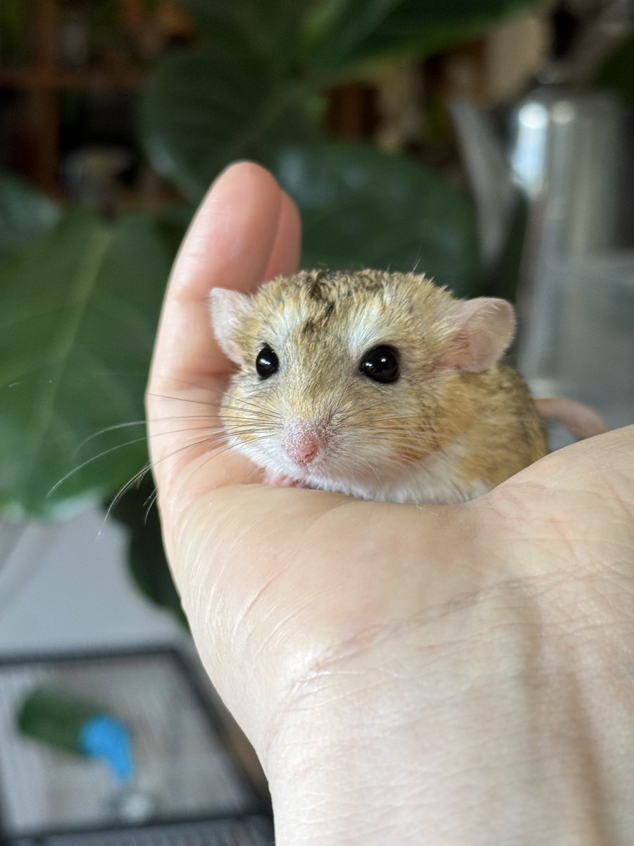 手の上大好きっ子。
かわいい♪

#マカロニマウス