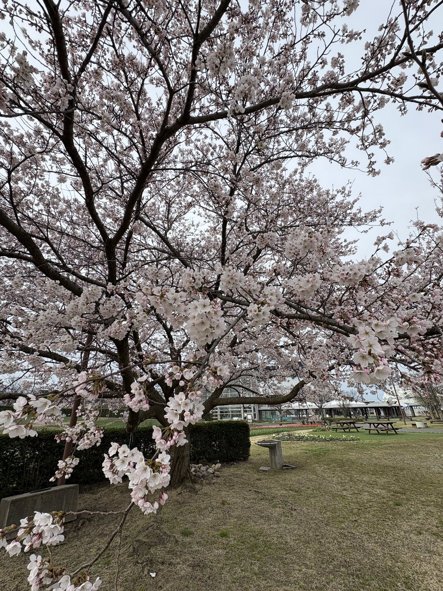 n_furusatomura's tweet photo. #新潟ふるさと村　今朝の桜です🌸もう満開⁈ってぐらいほぼほぼ咲いてます！（場所によりますが。）
カワイイ桜たち、ぜひ見に来てくださいね🥰

🌷も咲き始めてます！！

#桜 #さくら #チューリップ https://t.co/GWObmRjLWo