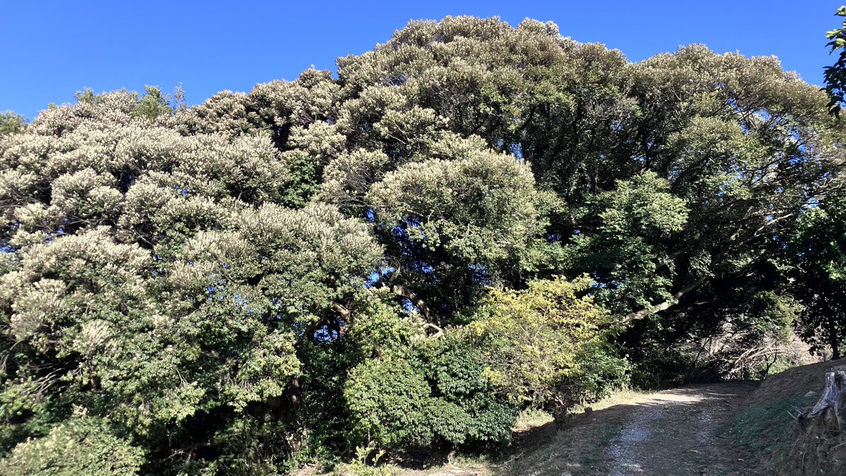 そらまめ tweet media