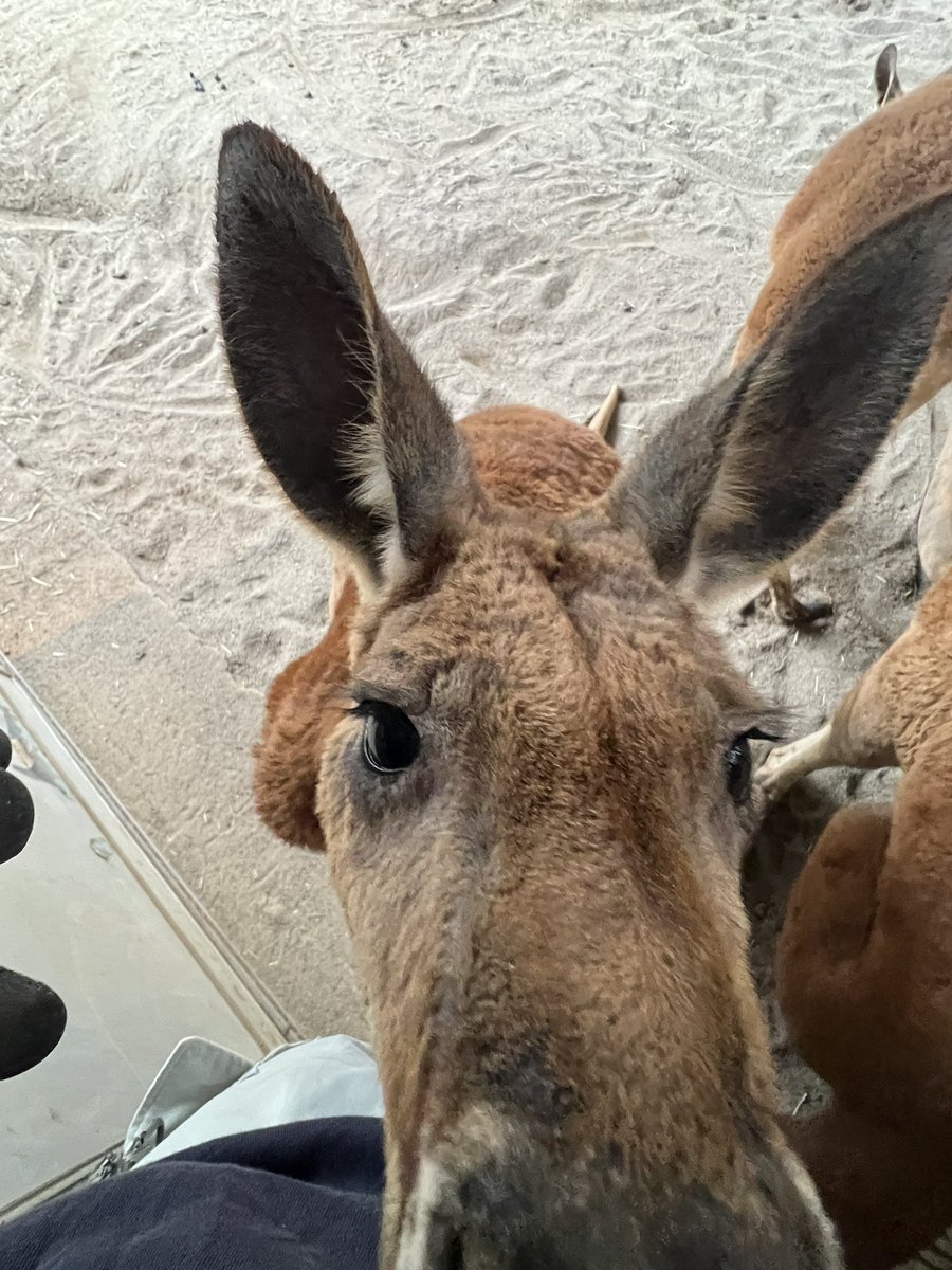 須坂市動物園【公式】 tweet media