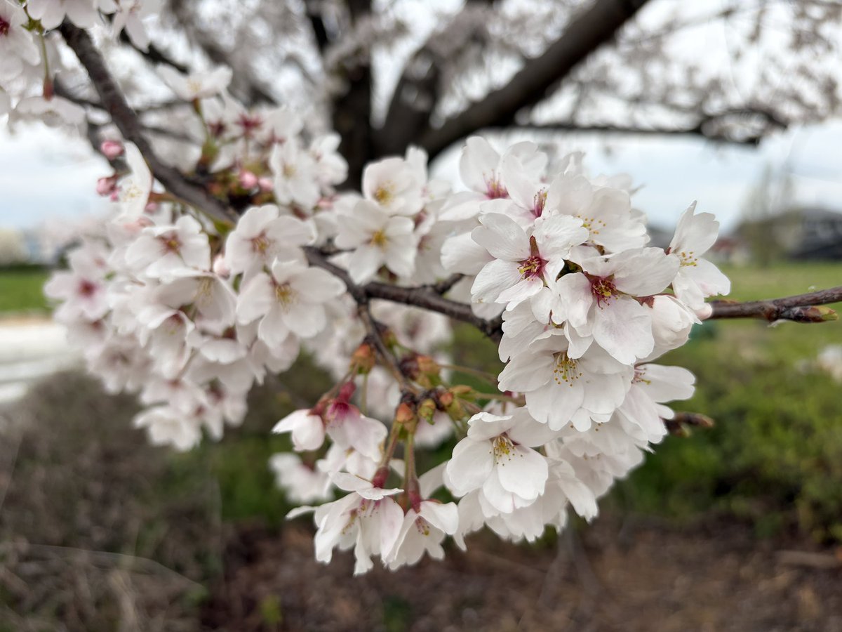 CamPark TV（キャンパーク） tweet media