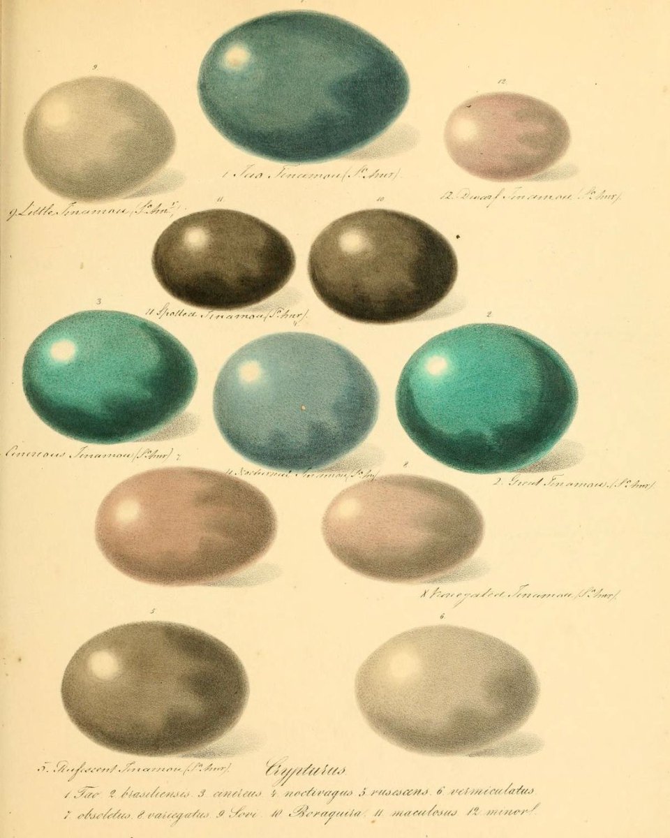 Biodiversity Heritage Library tweet media