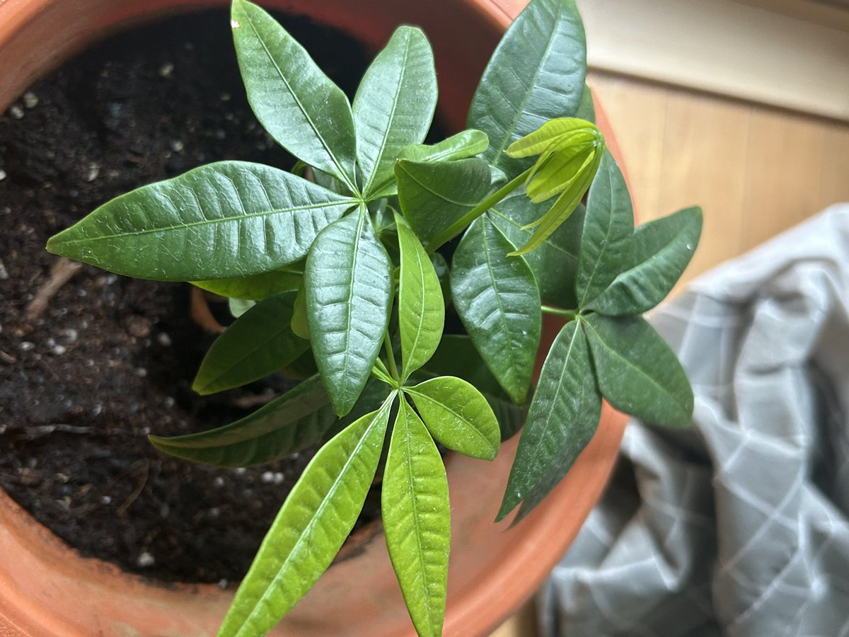 内山 暁@日本プロ麻雀協会 tweet media