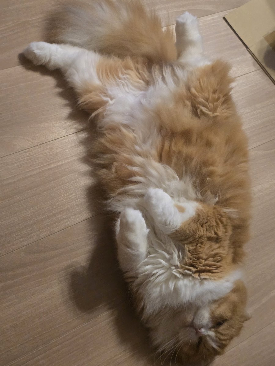 みやび＆二匹の猫たち tweet media