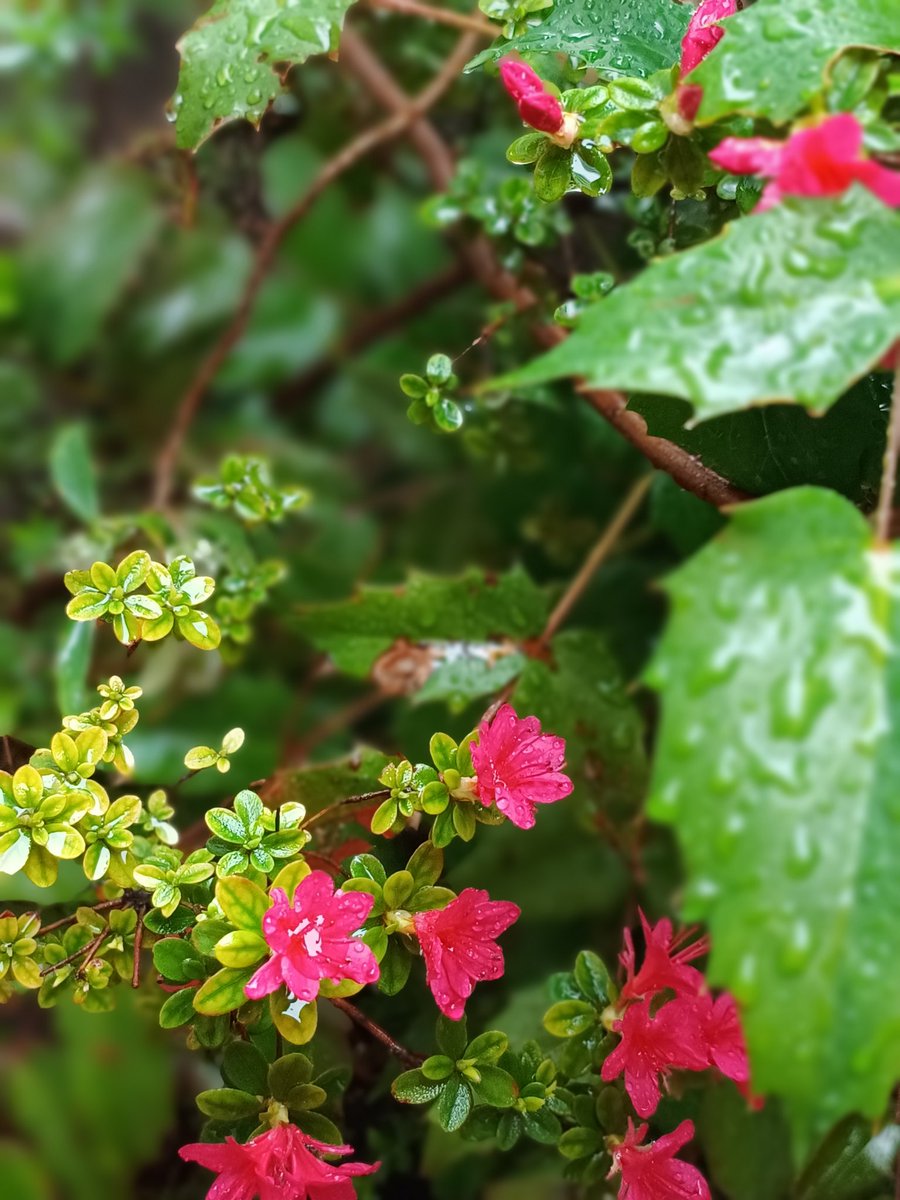 空乃栖(からのすみか) tweet media