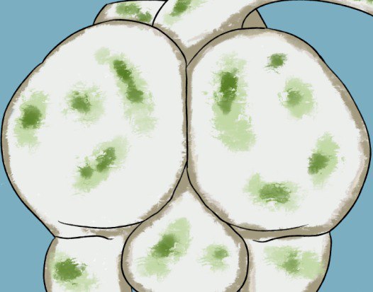 🔞Eadward's PERMA sweaty plump cheeks🔞 tweet media