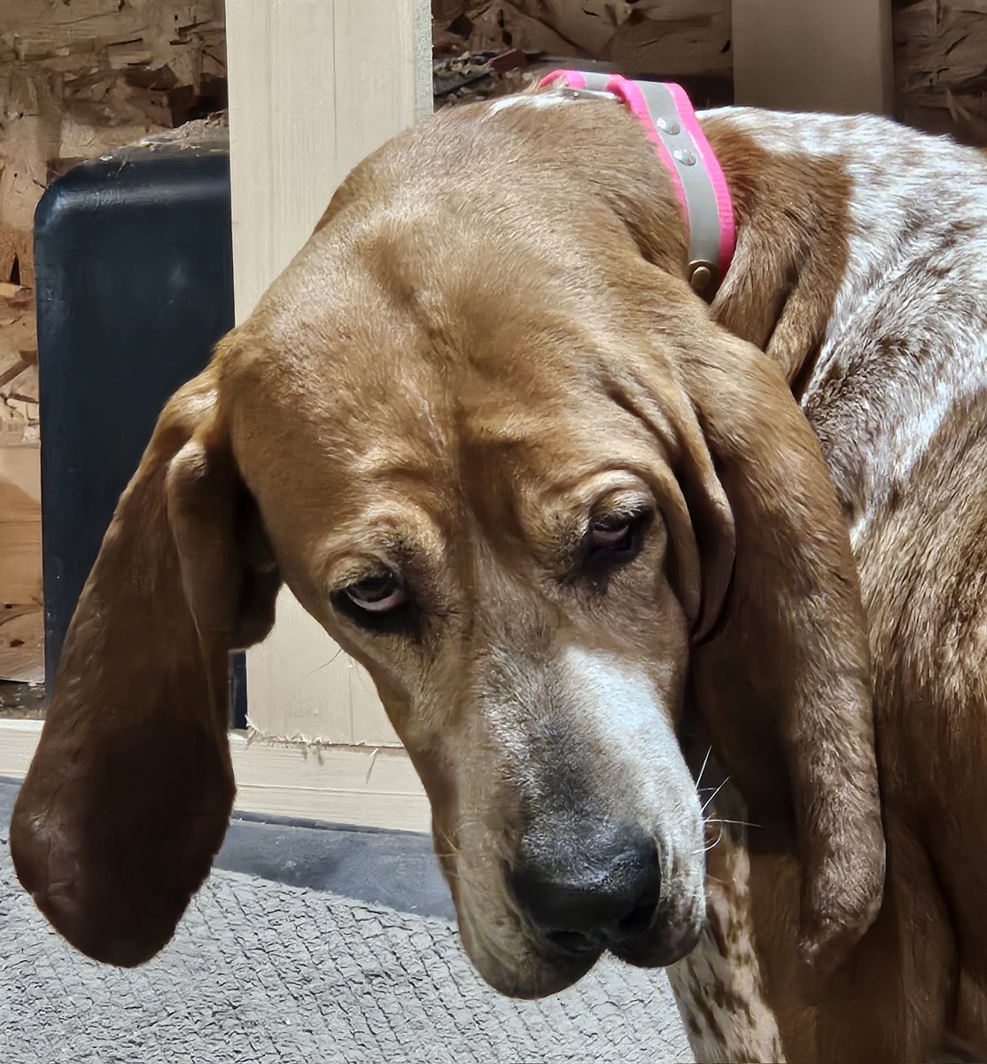 liberty hound tweet media