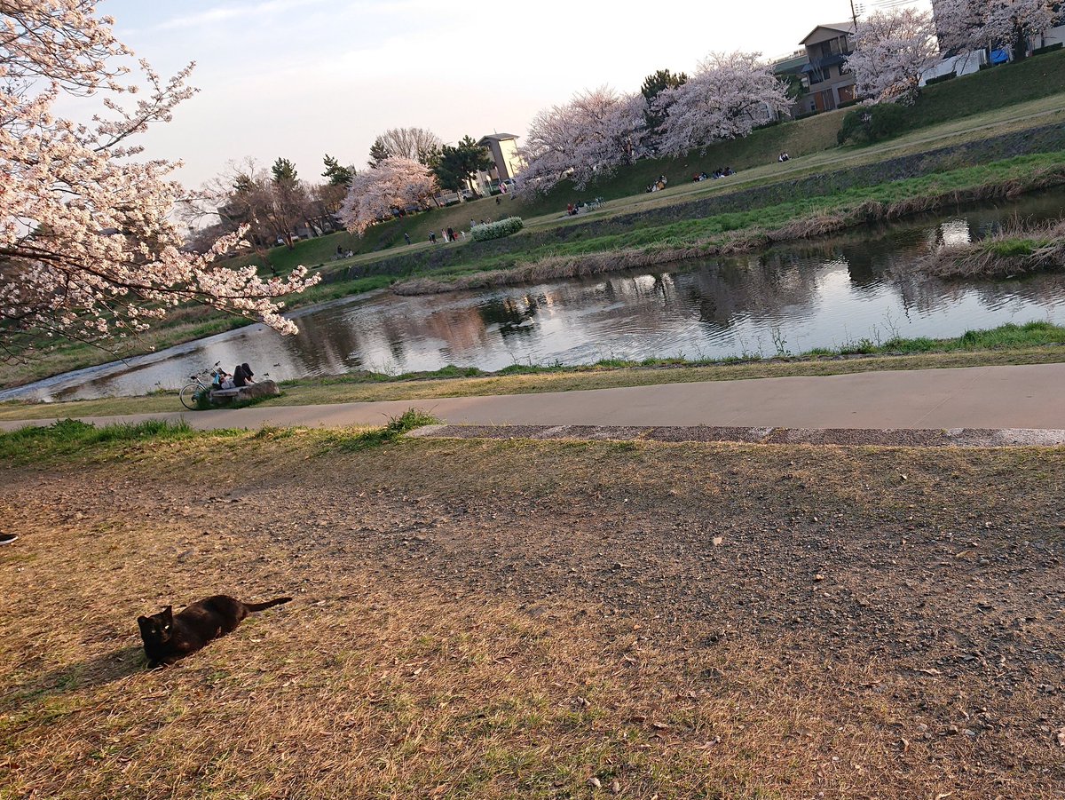 うたまつ tweet media