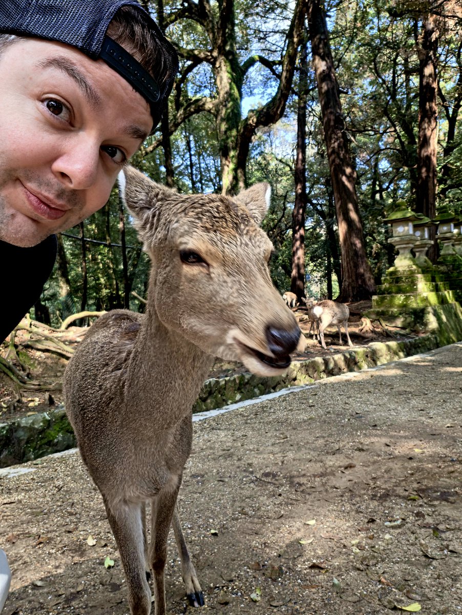 Shreddawg (シュレッドドーグ) tweet media
