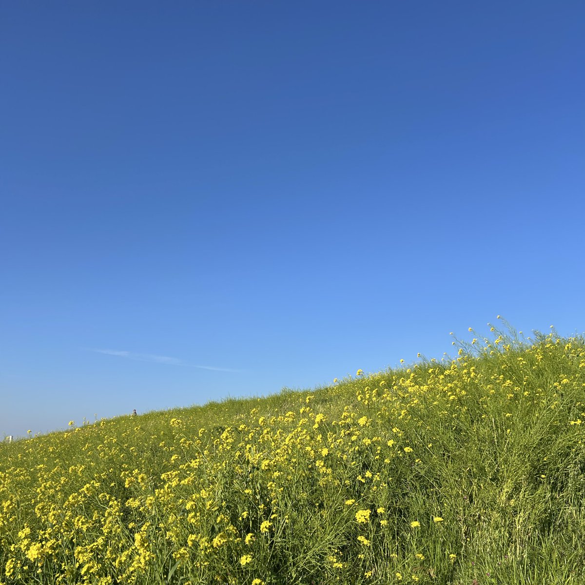 Image for the Tweet beginning: 昨日は子どものリクエストで義実家に🌸
PC作業もお休みしました😊
近くの土手が、本当に毎年いい春を見せてくれます〜！
#デイトラ 