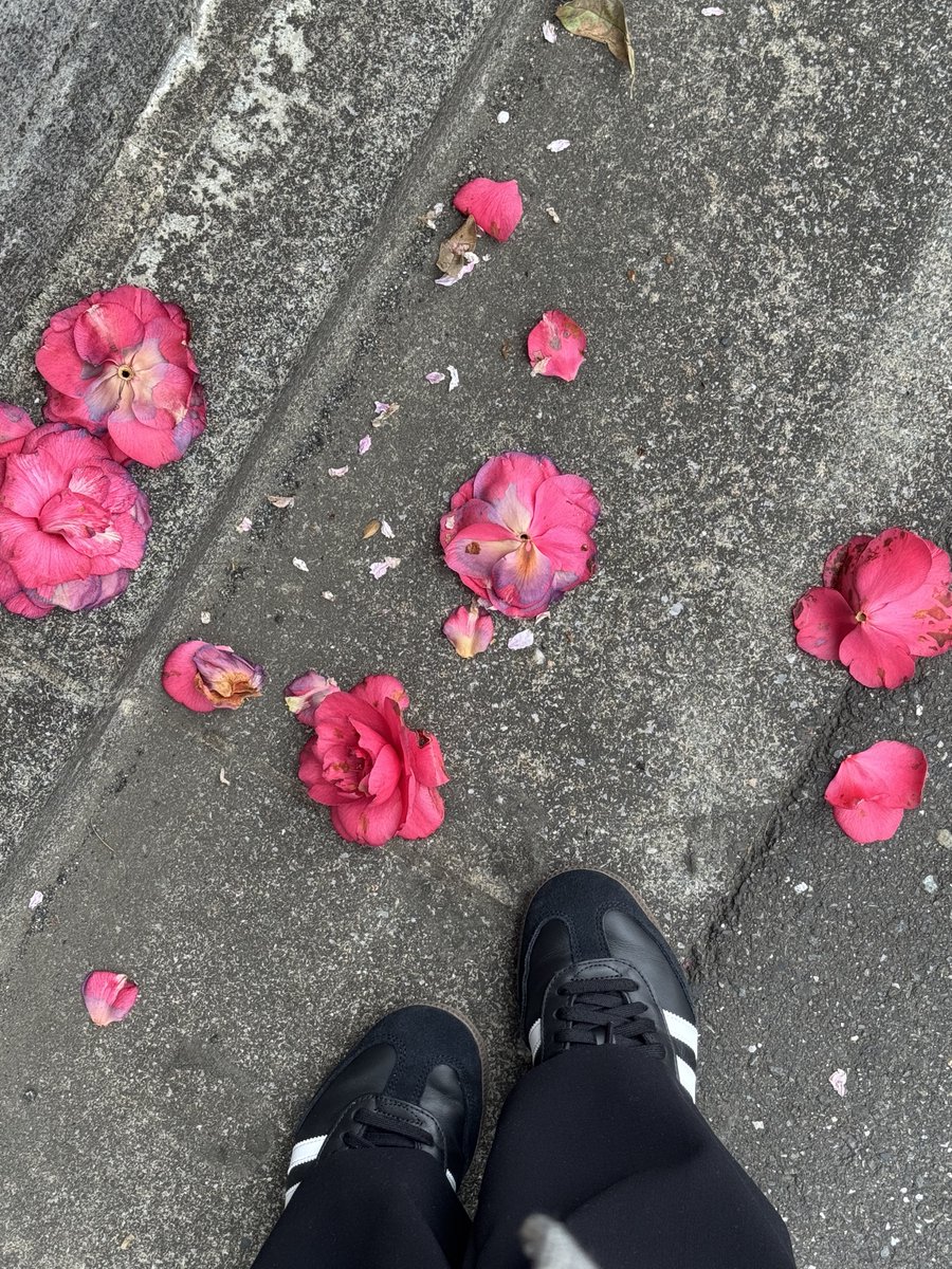 🌸🌺