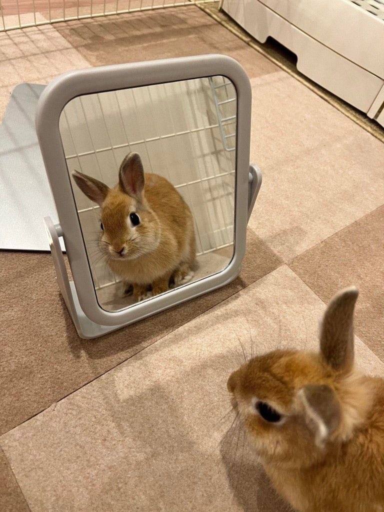 Why you should have a rabbit tweet media