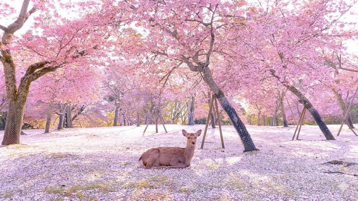 Yakuza_0x tweet media