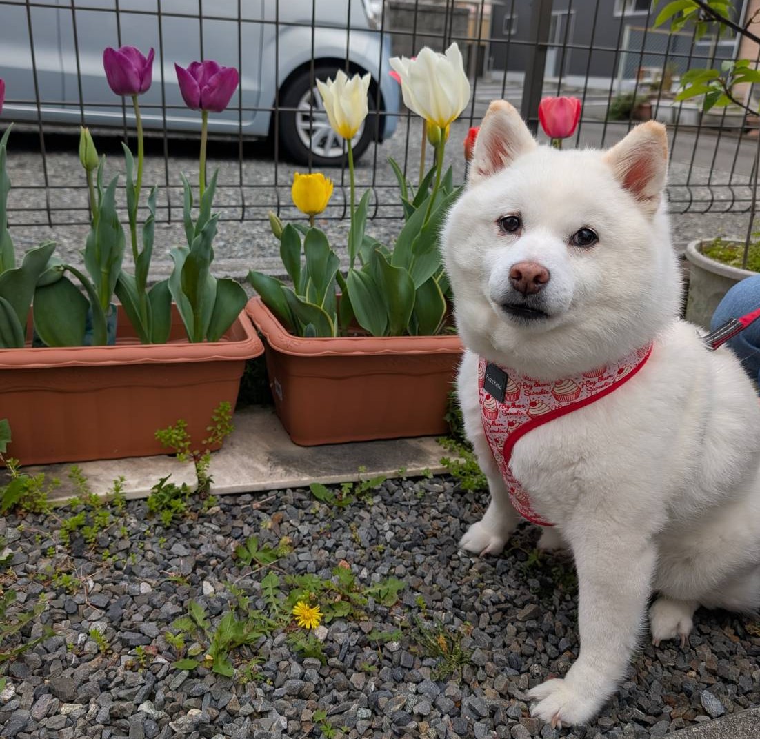 rupito_mirua218's tweet photo. チューリップとルナちゃん！😄
#白柴　#柴犬　#犬　#白柴犬 https://t.co/4ACoIJgtfZ