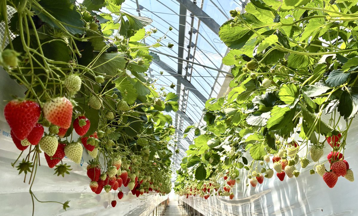 ゆかりゃ🌸 tweet media