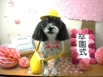 PETandLIFE's tweet photo. おはようございます▽･ｗ･▽
#トリミング
#ペットホテル
#ペットサロン
#新規のお客様ポイント5倍
#おかげさまでオープン16周年
#みんな元気 https://t.co/TrjCKVo5cx