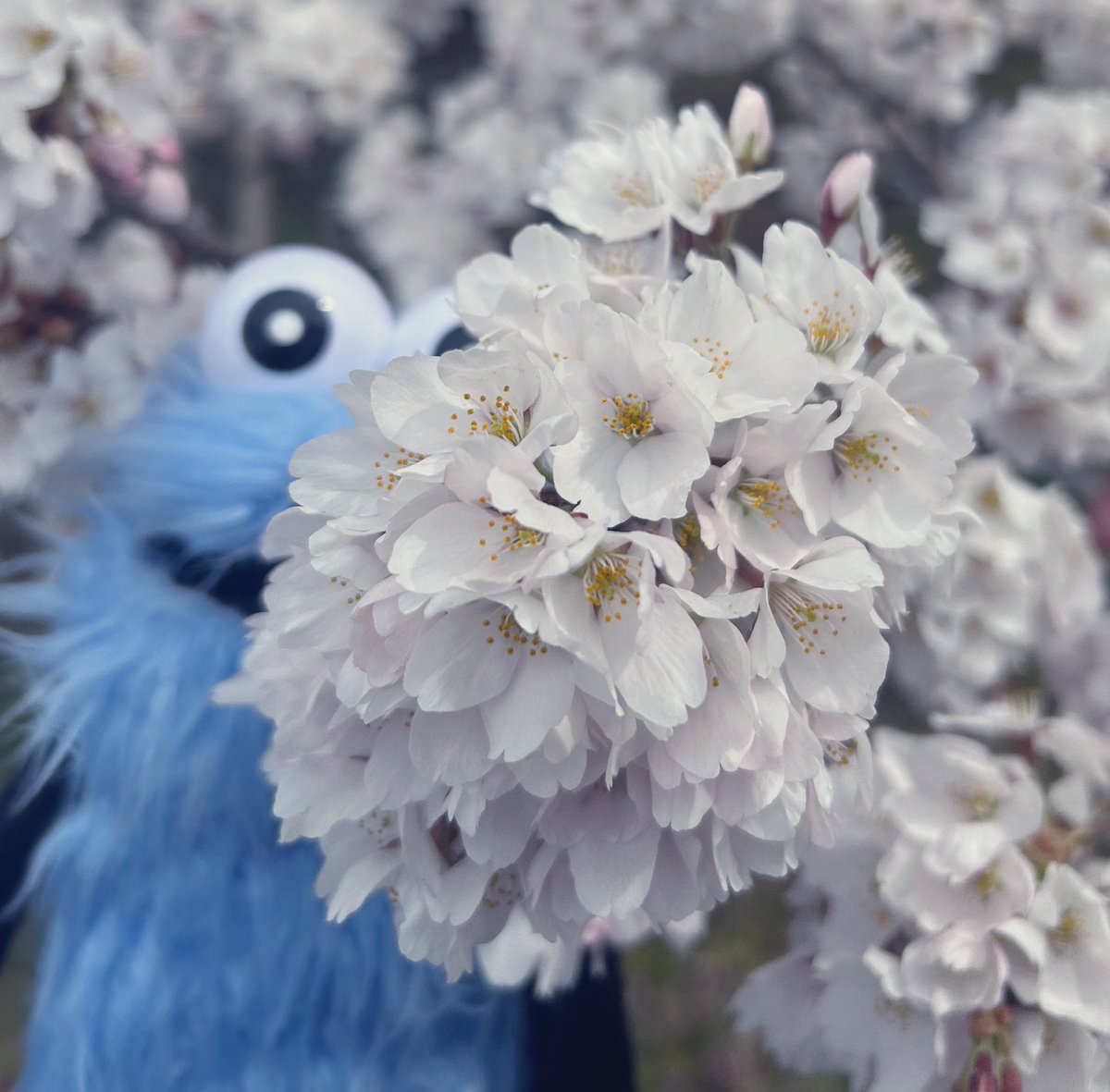 すいすい tweet media