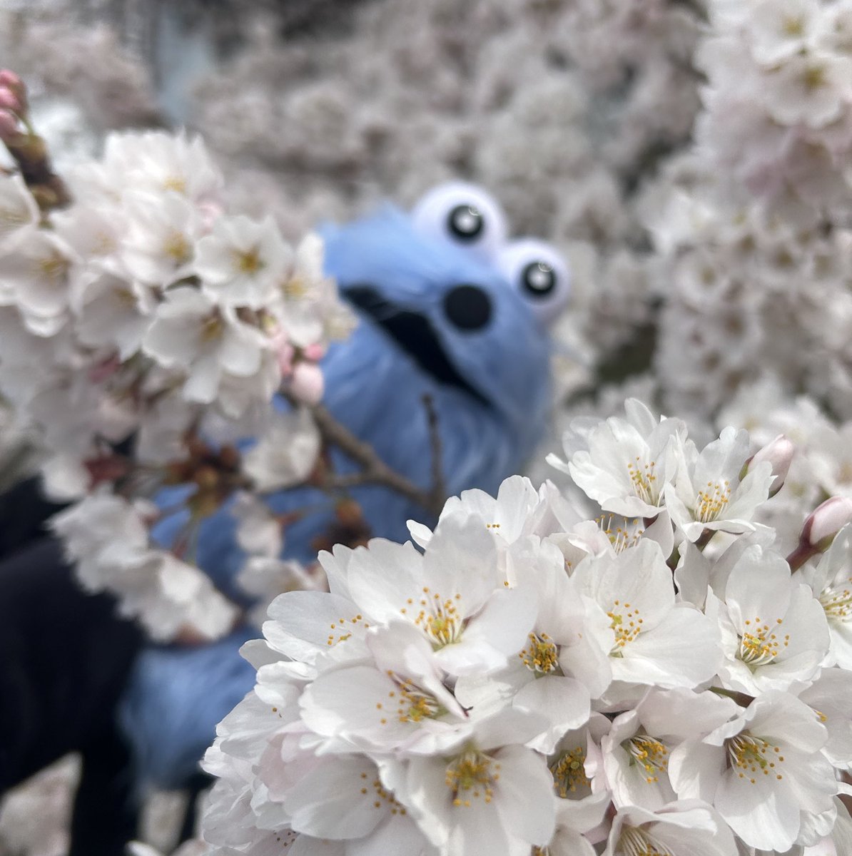 すいすい tweet media