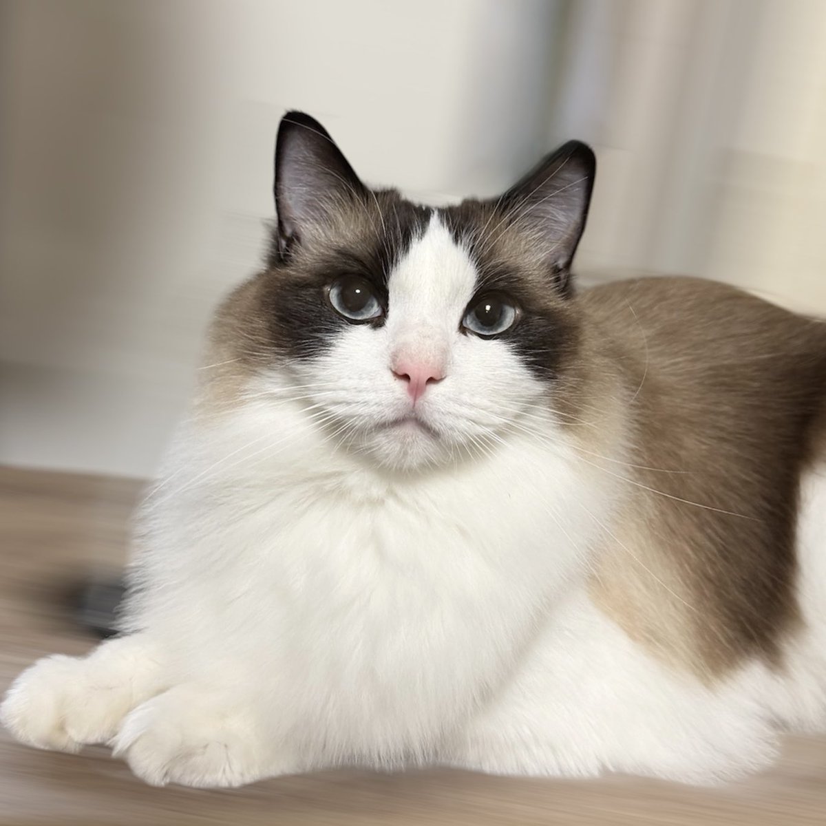 ラグドールのらぐ太郎 tweet media