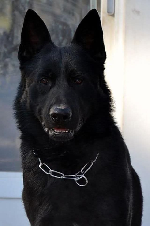 K9ziva_bishop's tweet image. Never forget that your safety n that of your family is more imporant than that of the home invader , sex offender or druggie who breaks into your home or car. #k9up #2ndammendment #standyourground